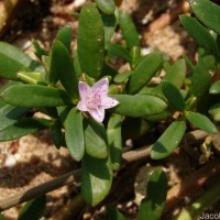 Sesuvium portulacastrum (L.) L.